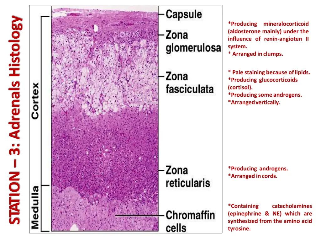 station 3 adrenals histology 1