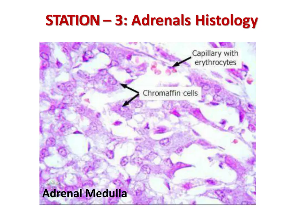 station 3 adrenals histology 2
