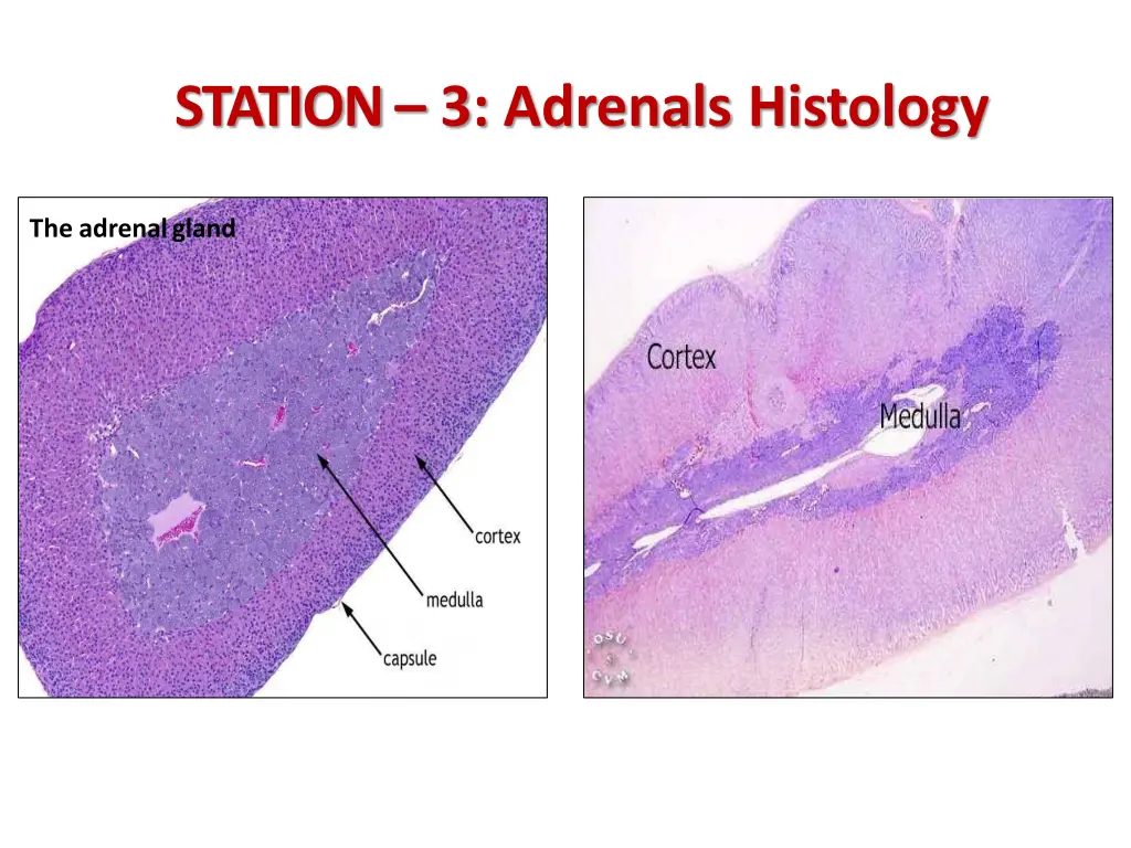 station 3 adrenals histology