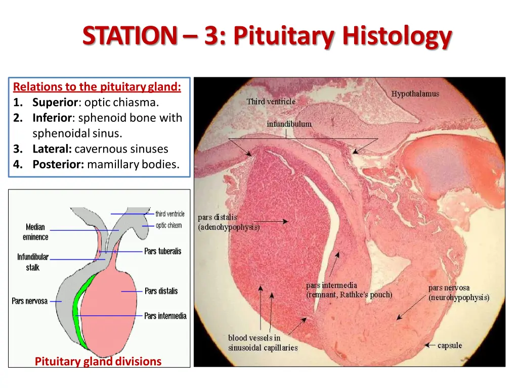station 3 pituitary histology