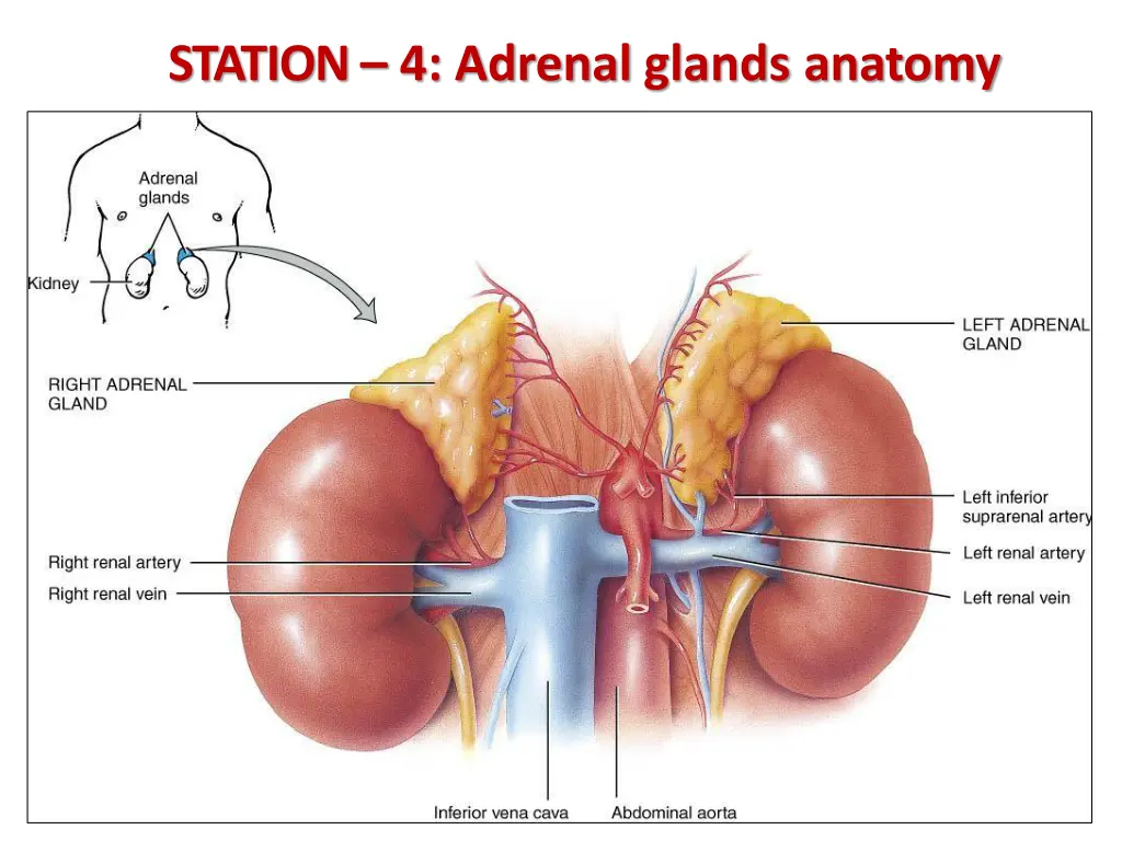 station 4 adrenal glands anatomy 1