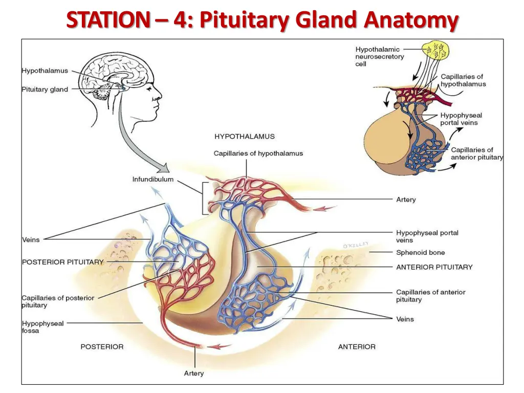 station 4 pituitary gland anatomy 1