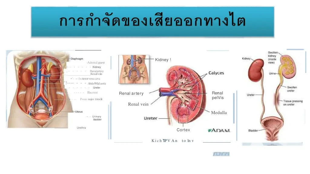 kidney