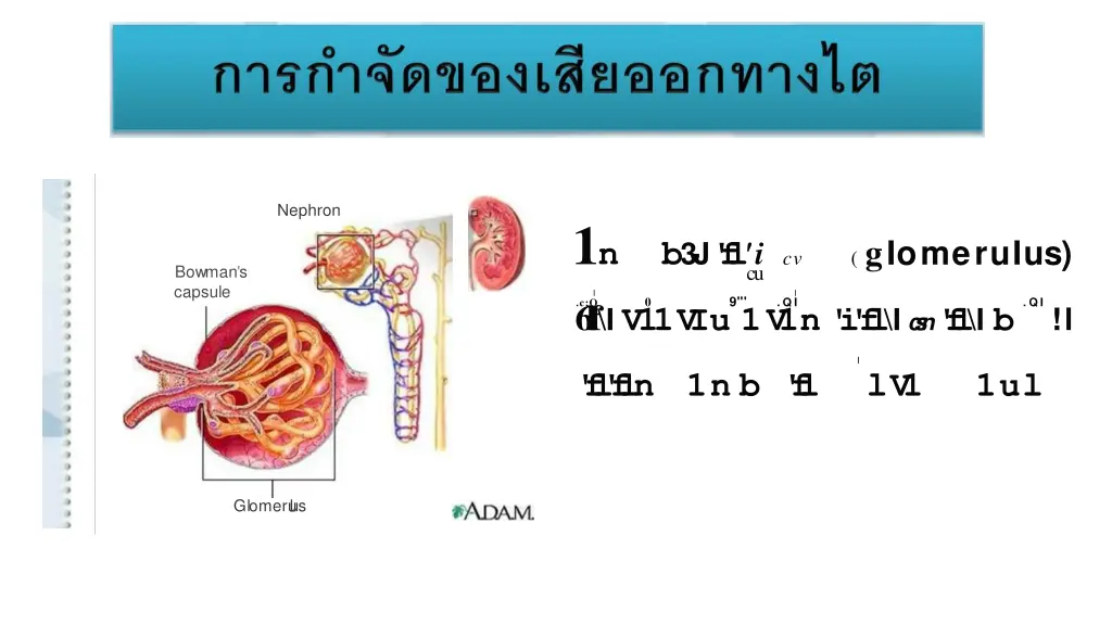 nephron