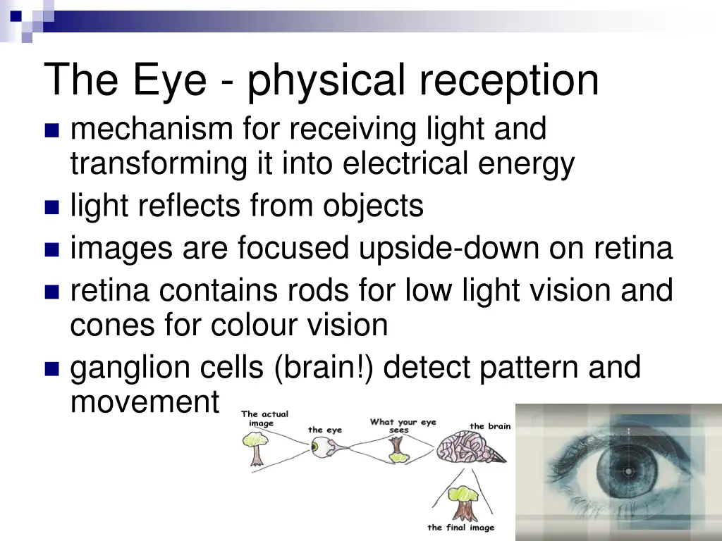 the eye physical reception mechanism