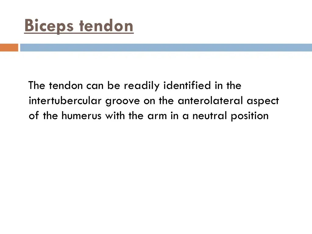 biceps tendon