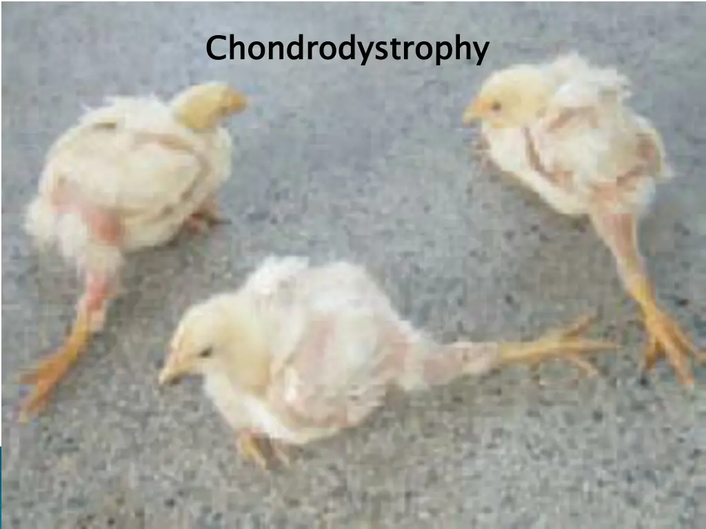 chondrodystrophy