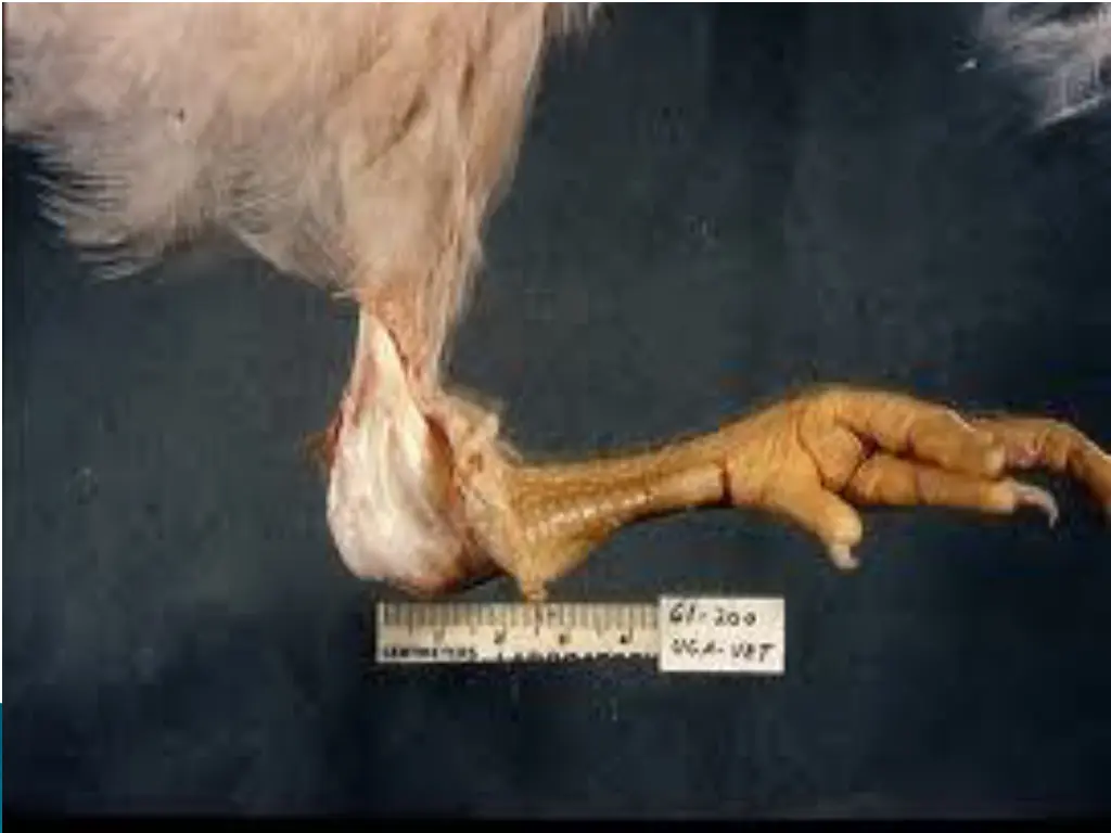 slide11
