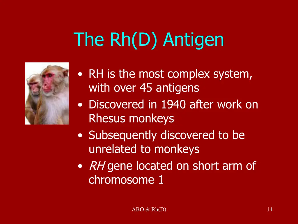 the rh d antigen