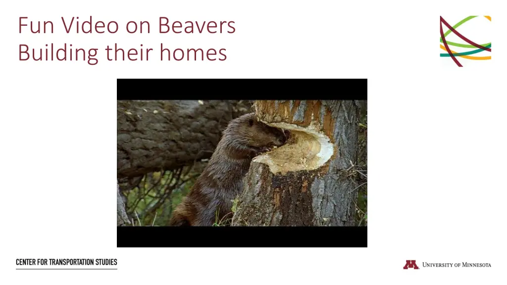 fun video on beavers building their homes