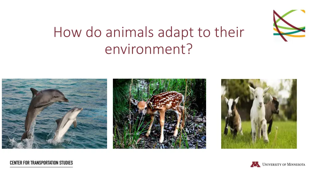 how do animals adapt to their environment