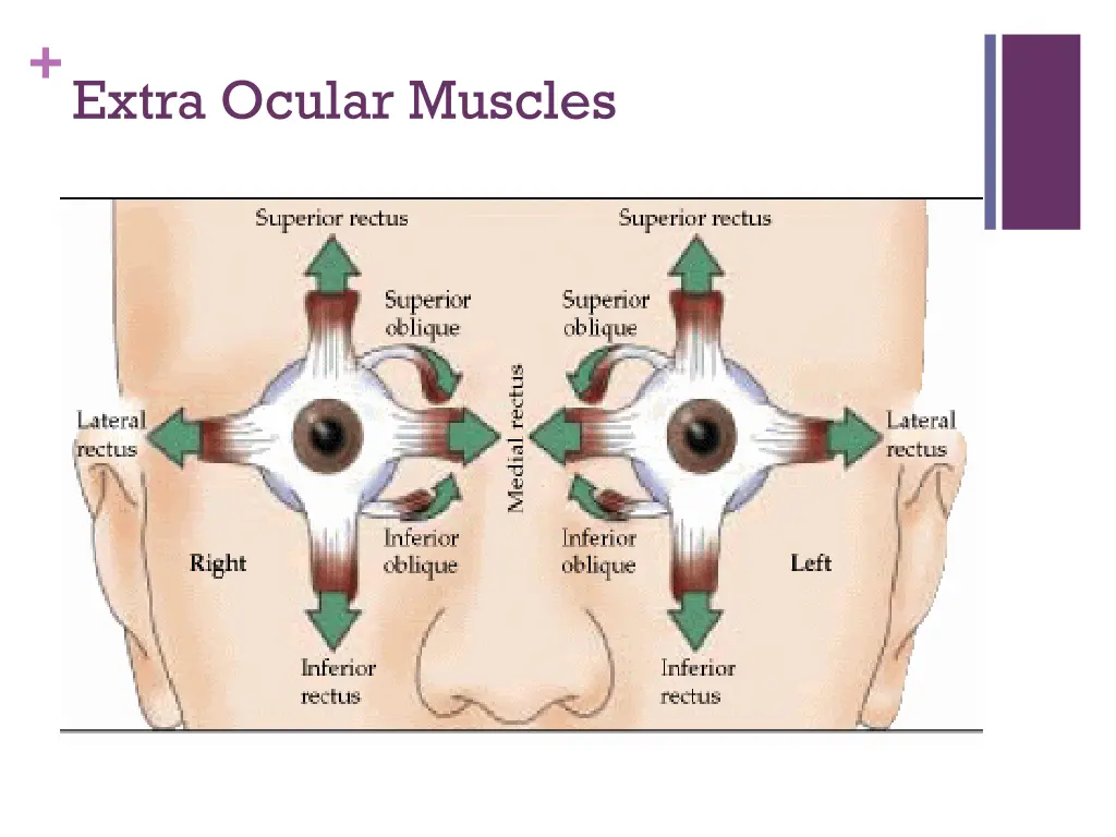 extra ocular muscles
