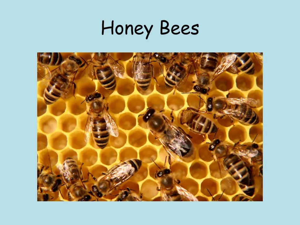 honey bees