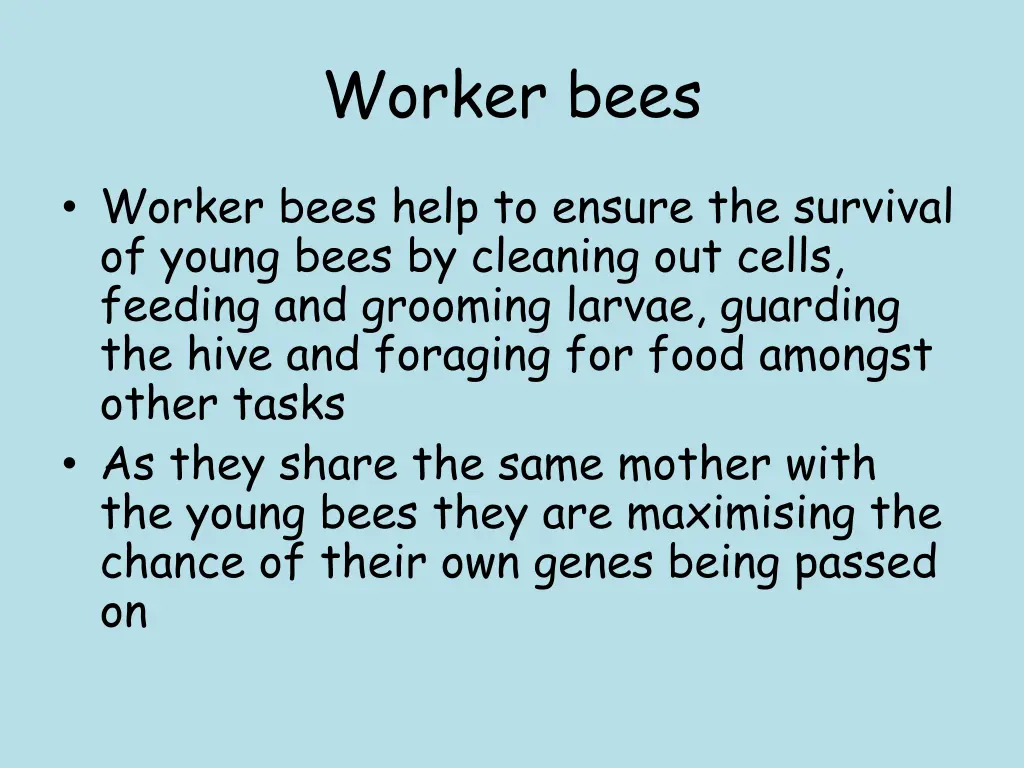 worker bees