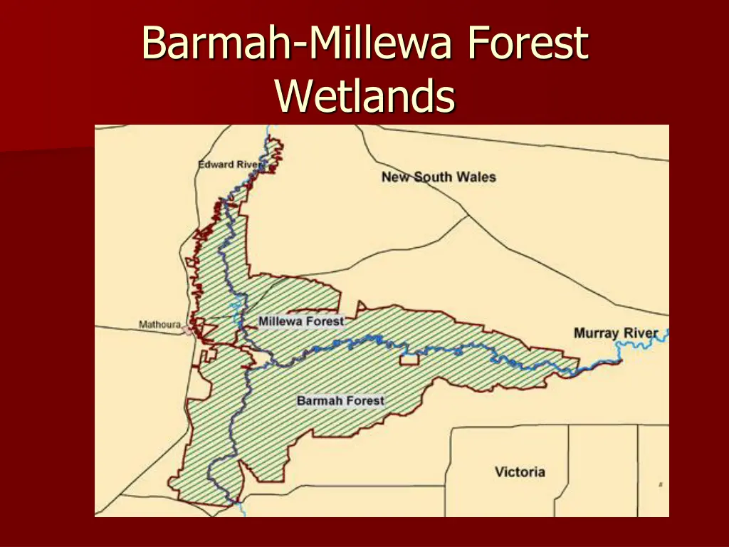 barmah millewa forest wetlands