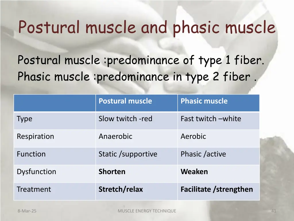postural muscle and phasic muscle