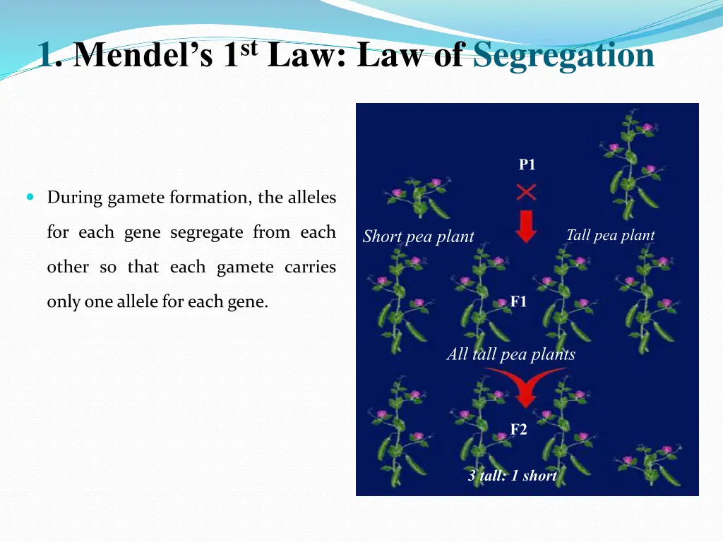 1 mendel s 1 st law law of segregation