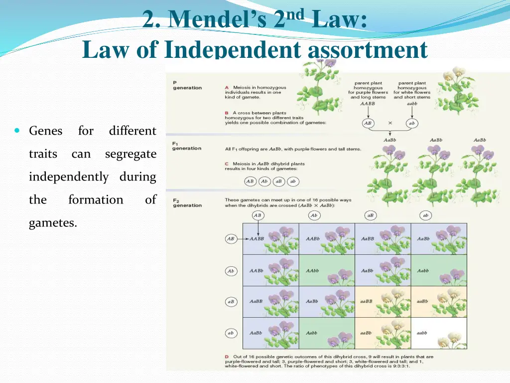 2 mendel s 2 nd law law of independent assortment