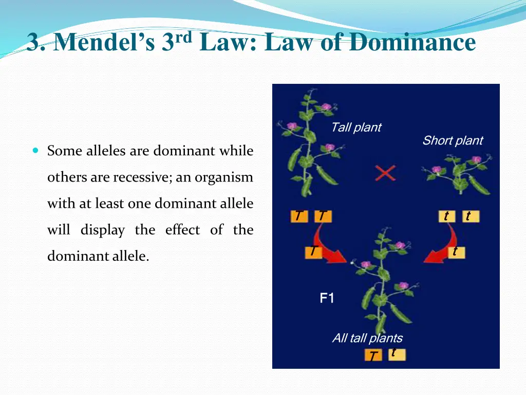 3 mendel s 3 rd law law of dominance