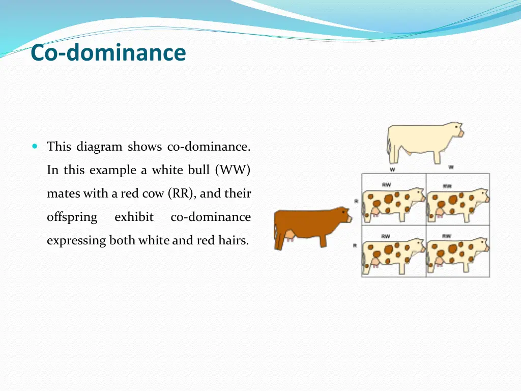 co dominance