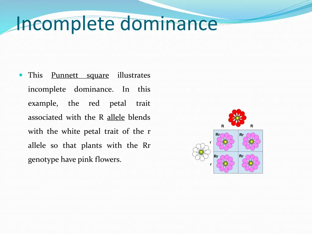 incomplete dominance 1
