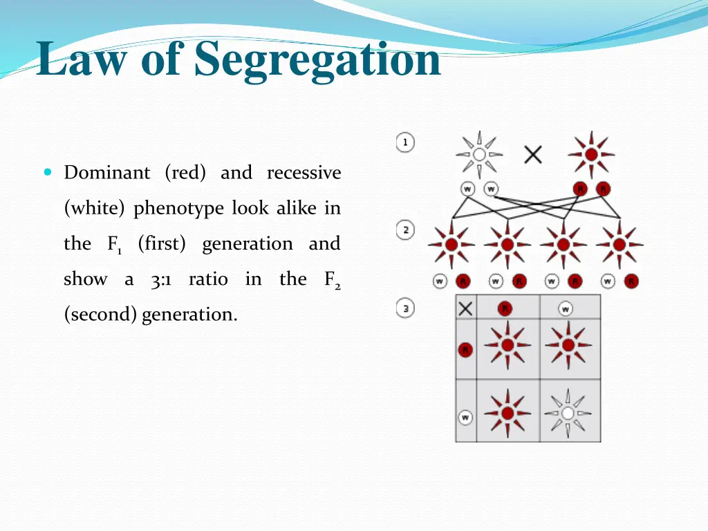 law of segregation