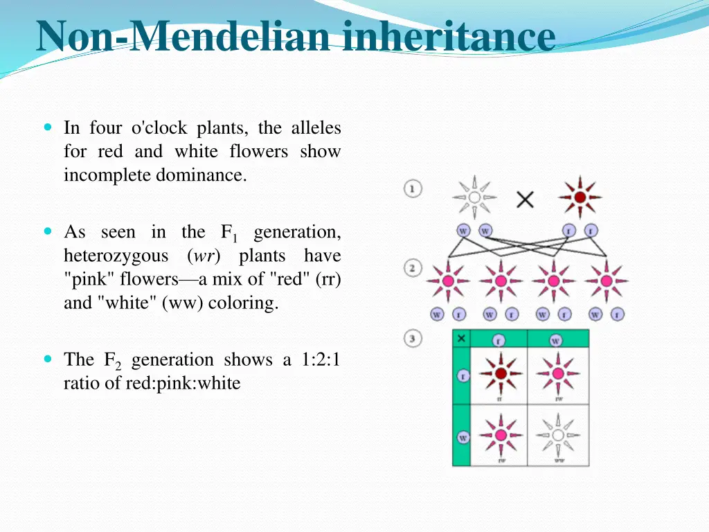 non mendelian inheritance