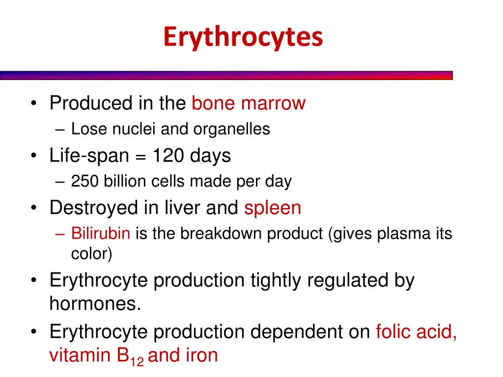 erythrocytes 1