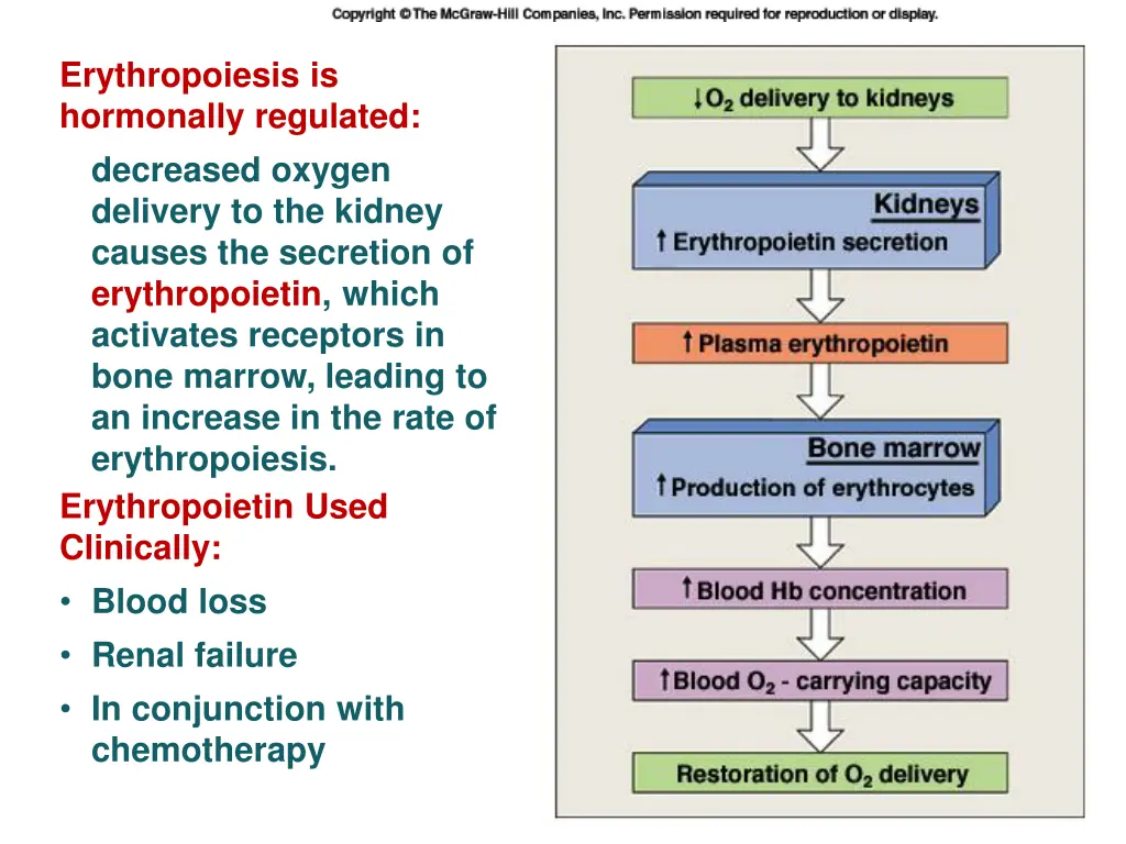erythropoiesis is hormonally regulated decreased