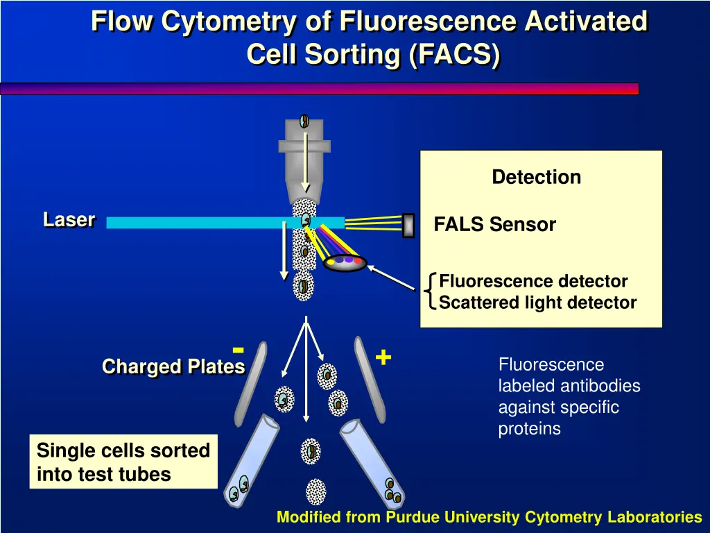 flow cytometry of fluorescence activated cell