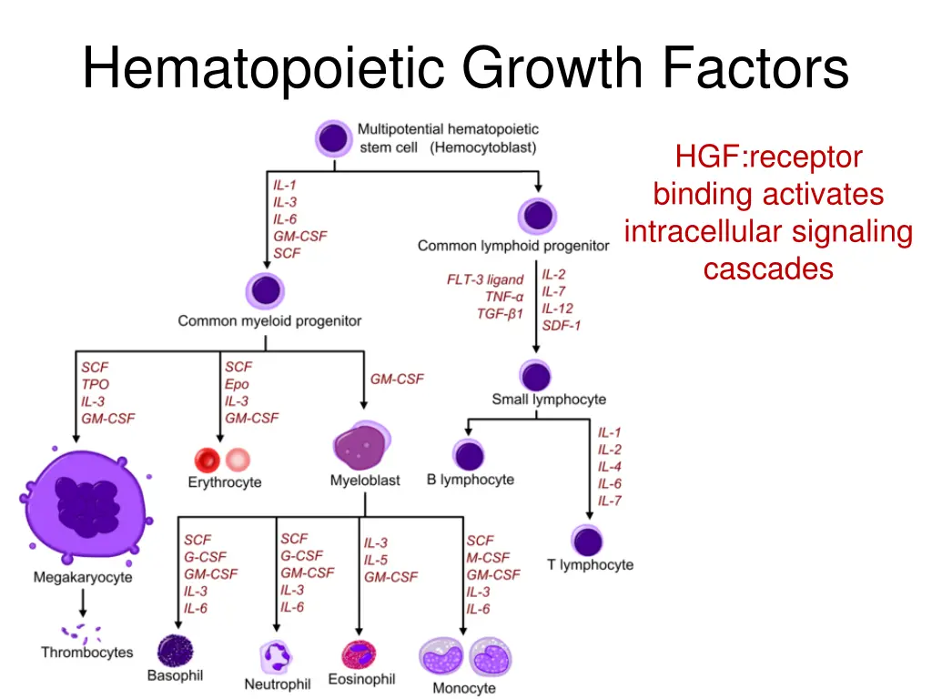 hematopoietic growth factors