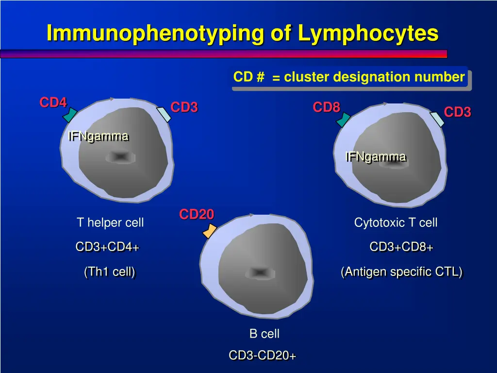 immunophenotyping of lymphocytes