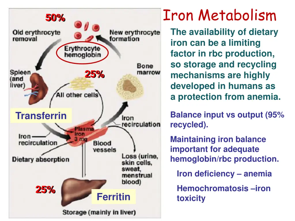 iron metabolism