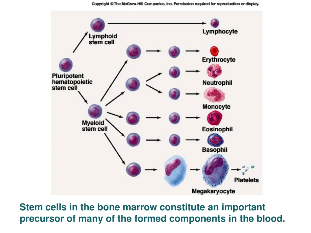 stem cells in the bone marrow constitute