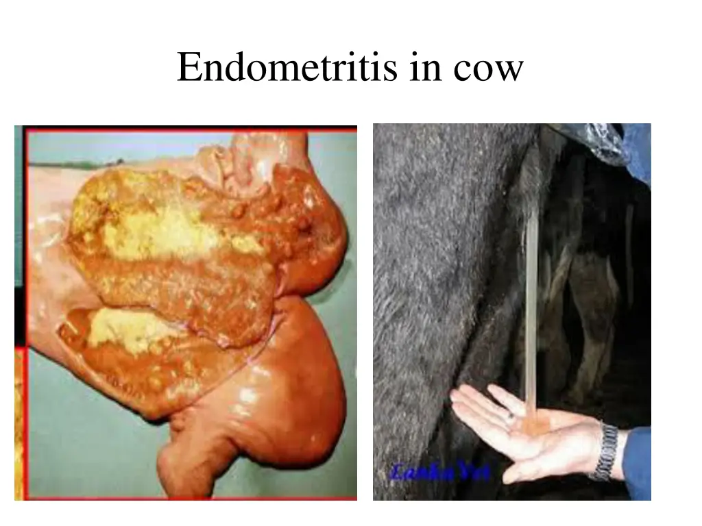 endometritis in cow