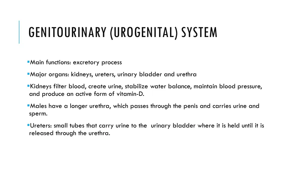 genitourinary urogenital system