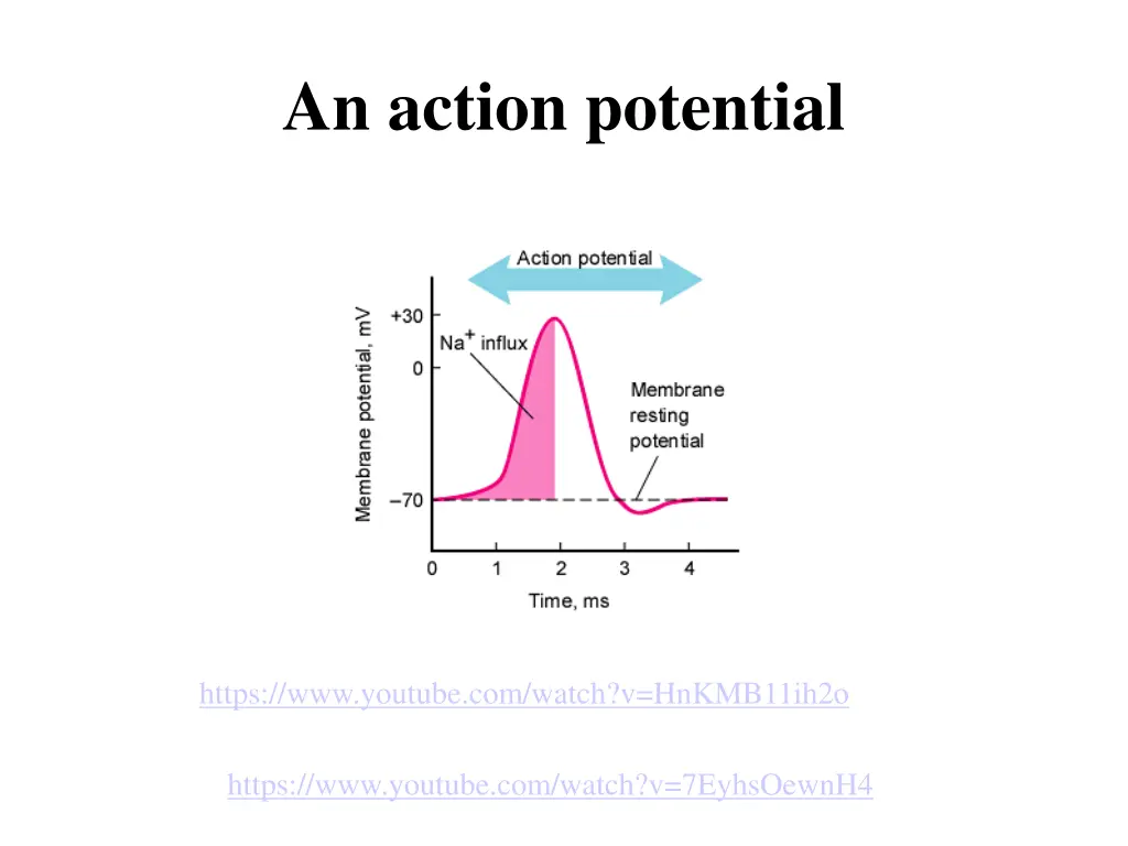 an action potential