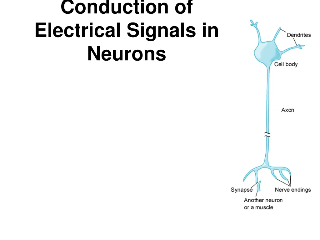 conduction of electrical signals in neurons