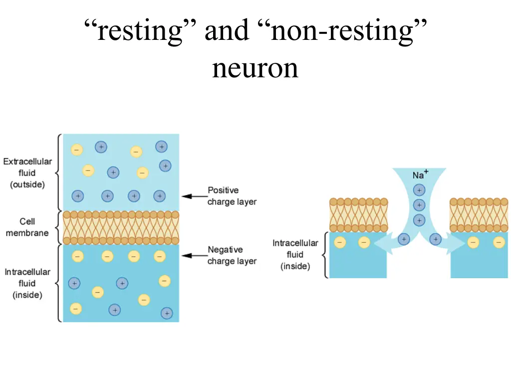 resting and non resting neuron