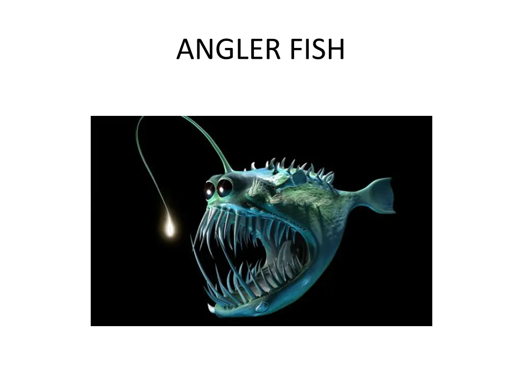 angler fish