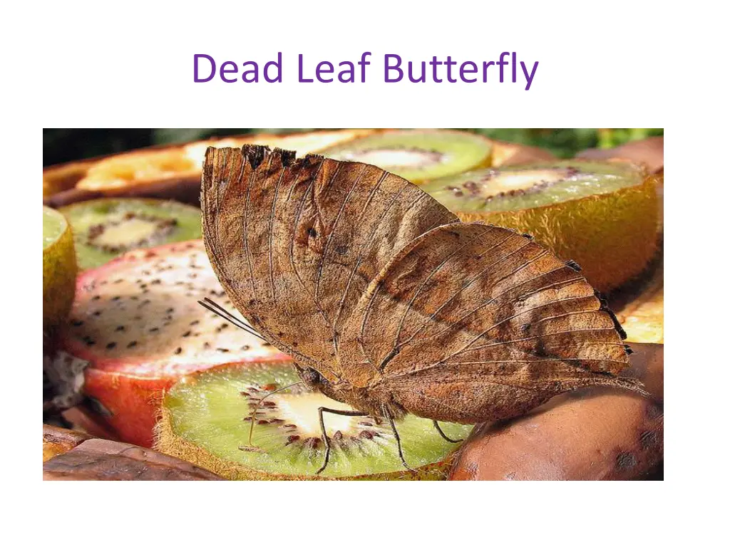 dead leaf butterfly