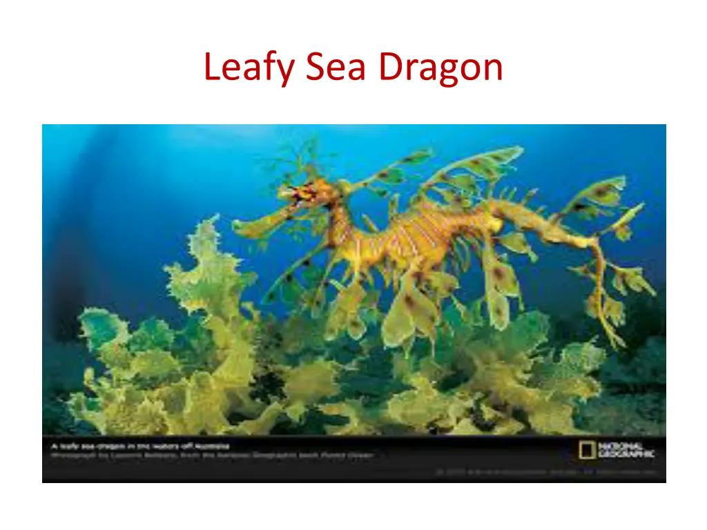 leafy sea dragon