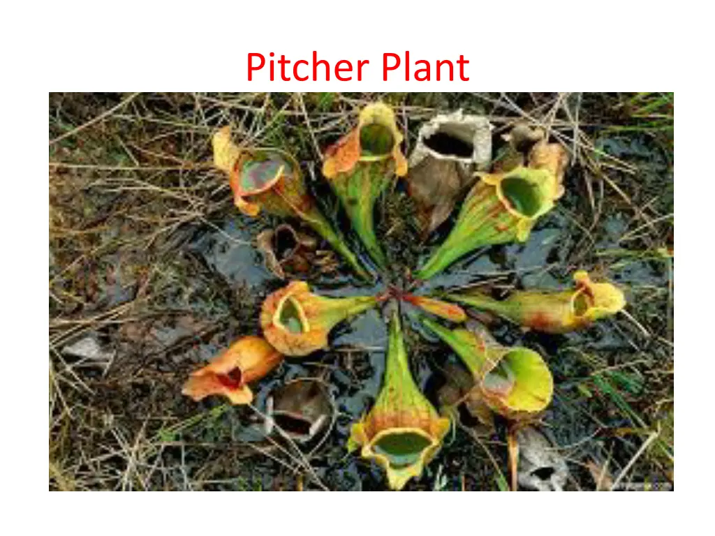 pitcher plant