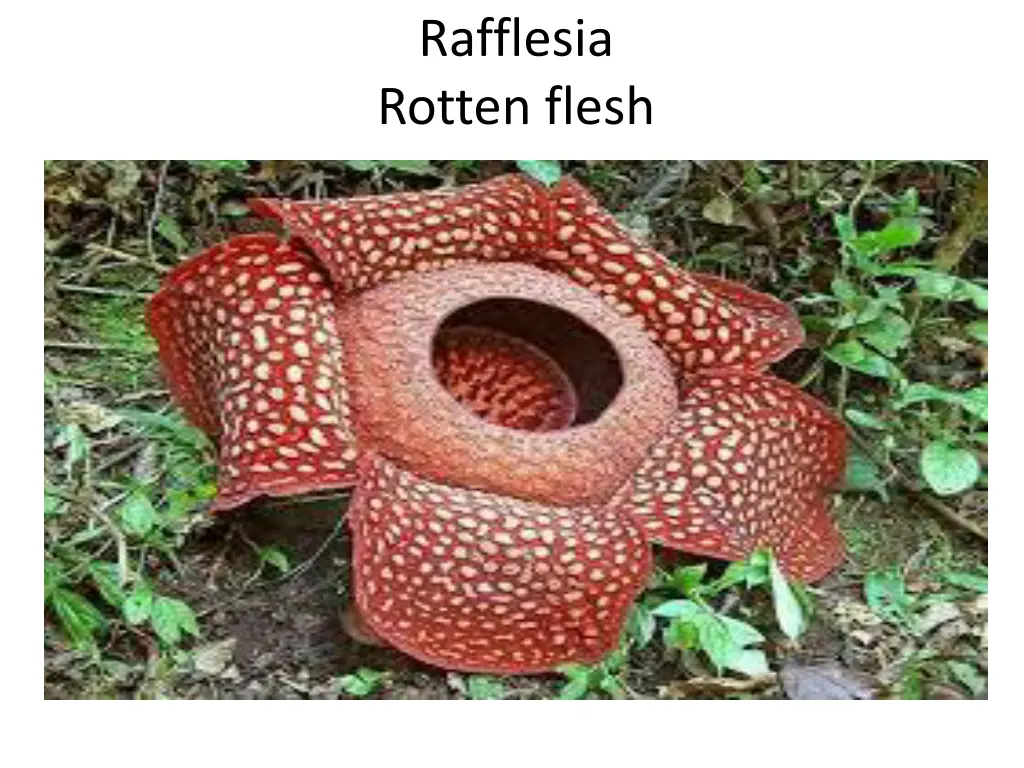 rafflesia rotten flesh