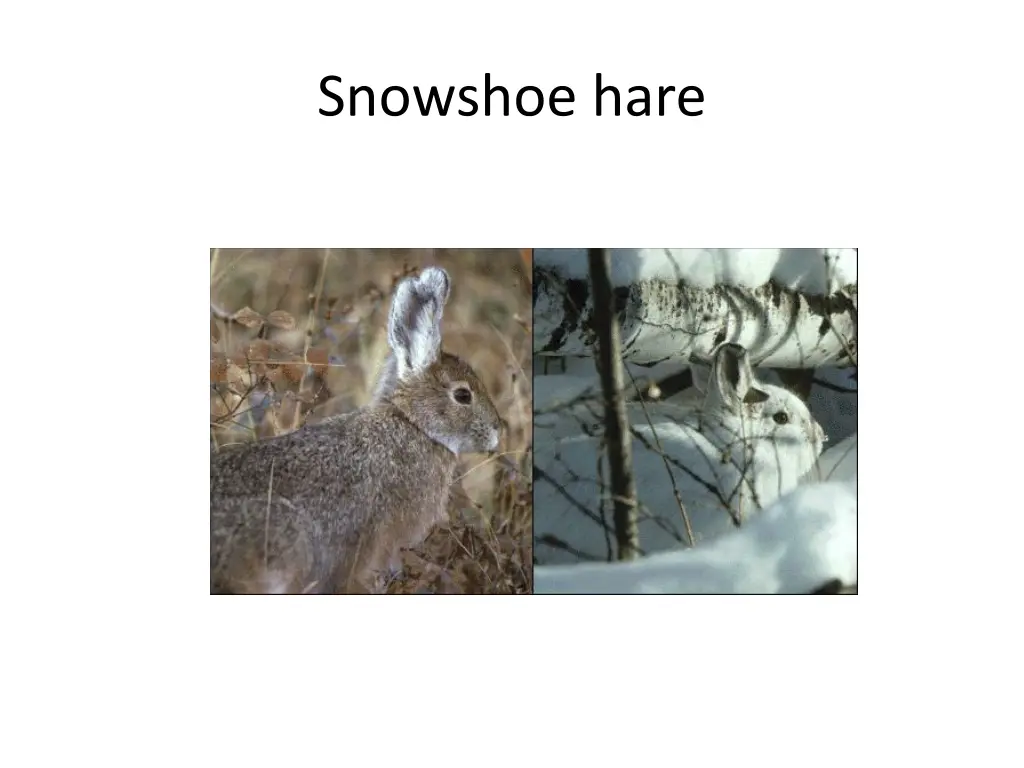 snowshoe hare