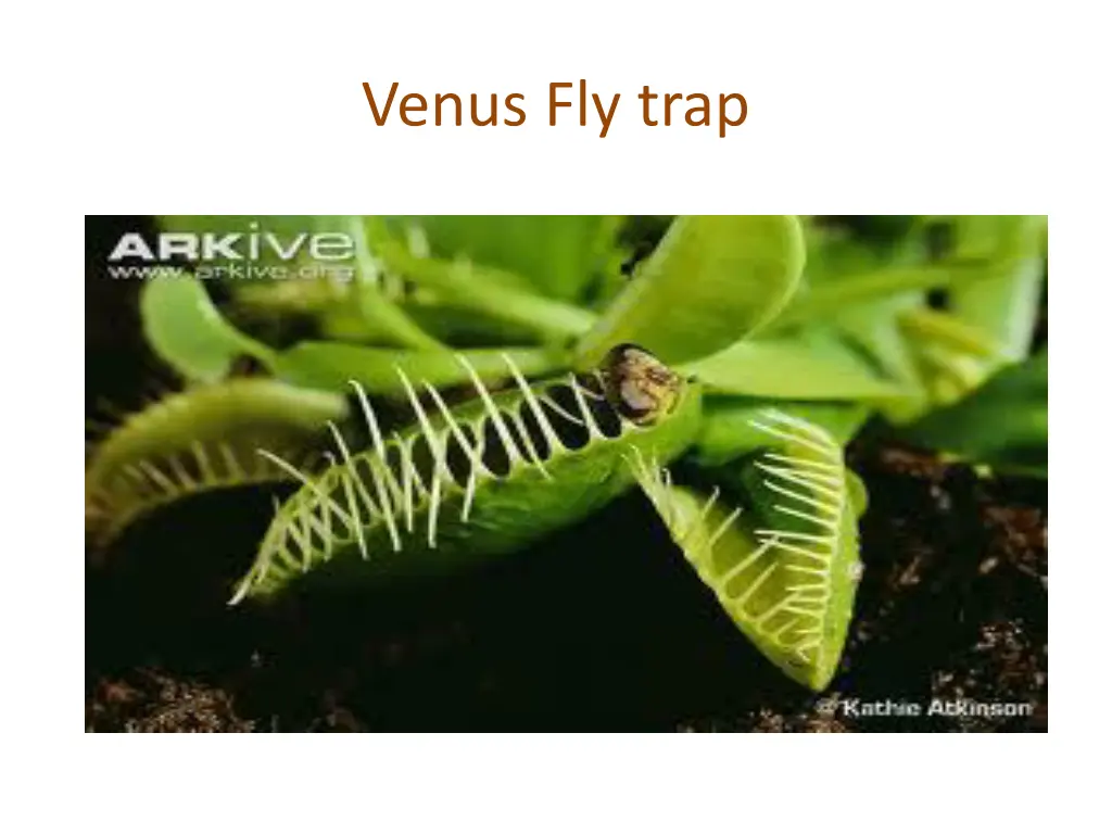 venus fly trap
