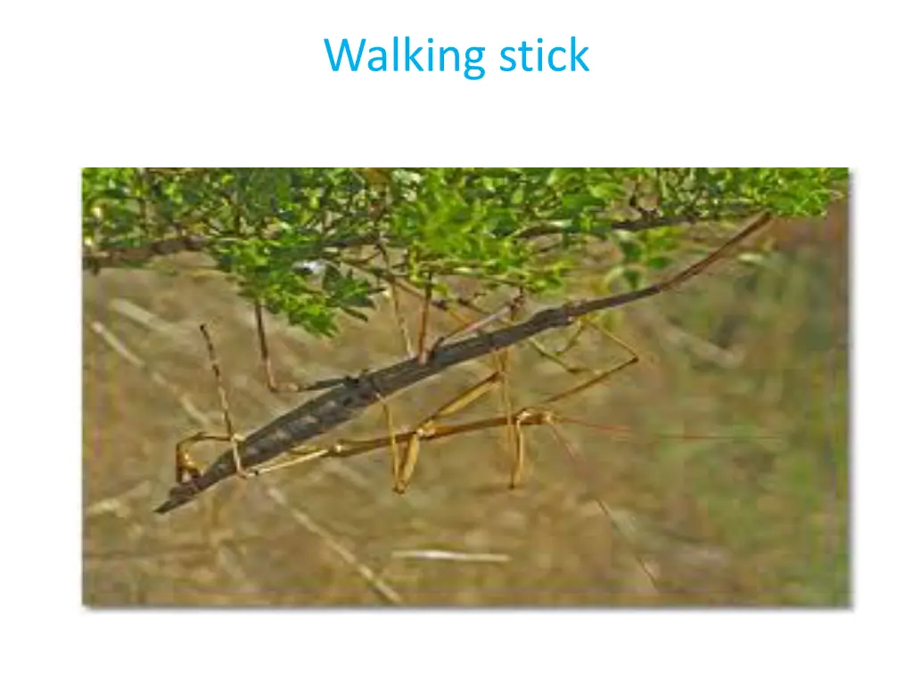 walking stick