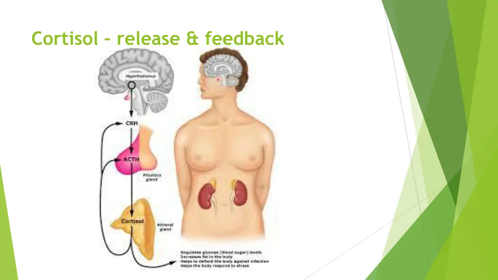 cortisol release feedback