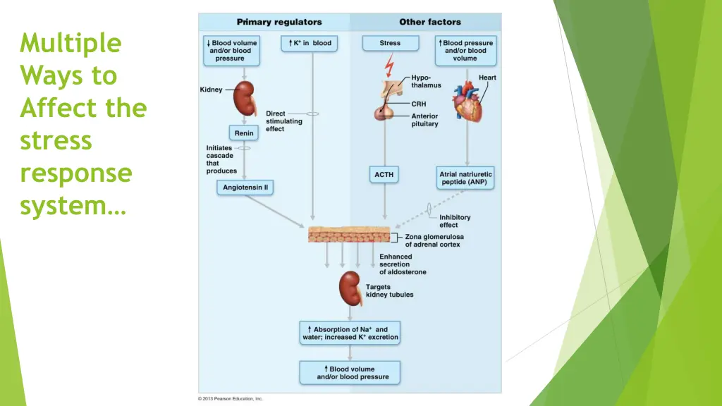 multiple ways to affect the stress response system