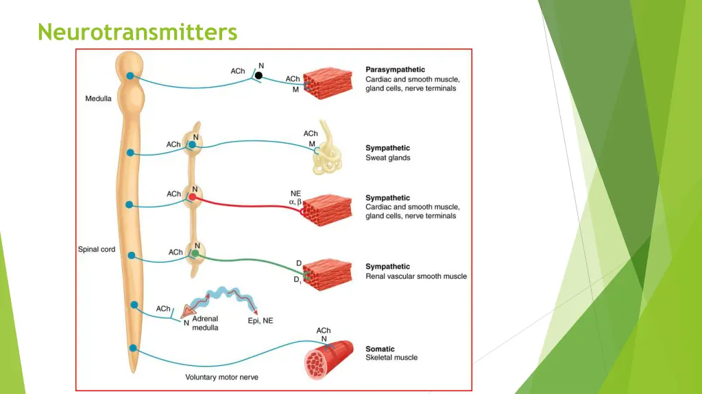 neurotransmitters 1